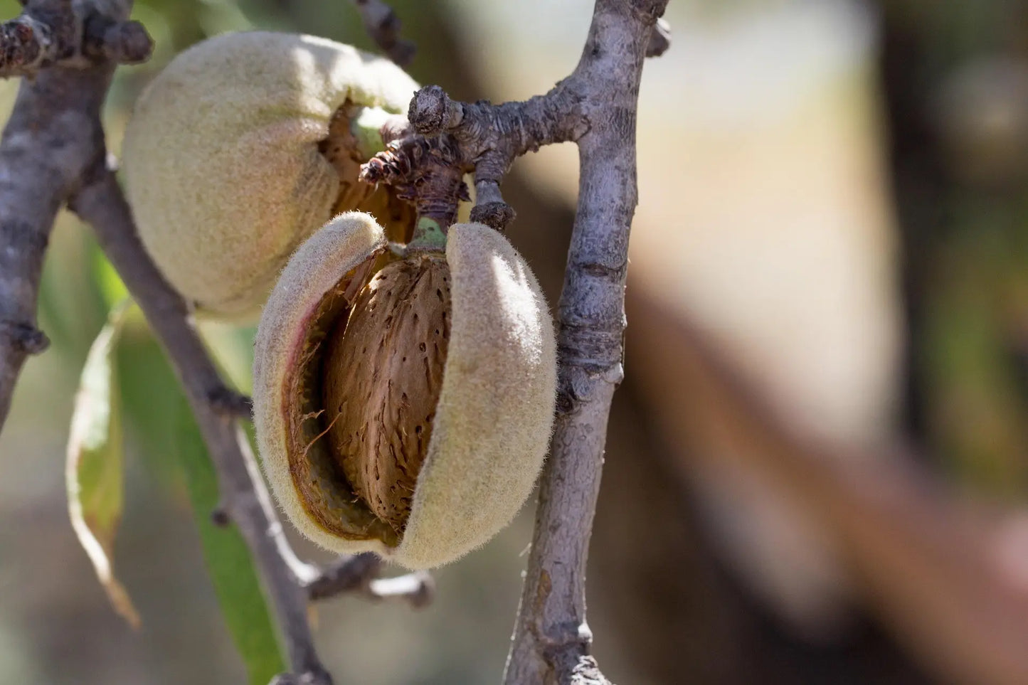 Acheter Plants Amandiers - Spécialiste Amandier