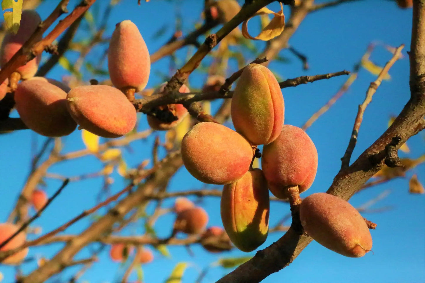 Acheter Plants Amandiers - Spécialiste Amandier