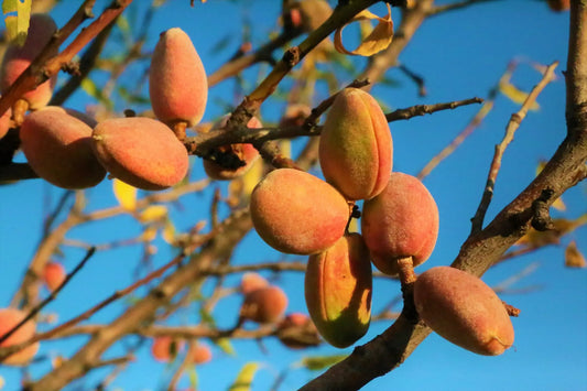 Acheter Plants Amandiers - Spécialiste Amandier