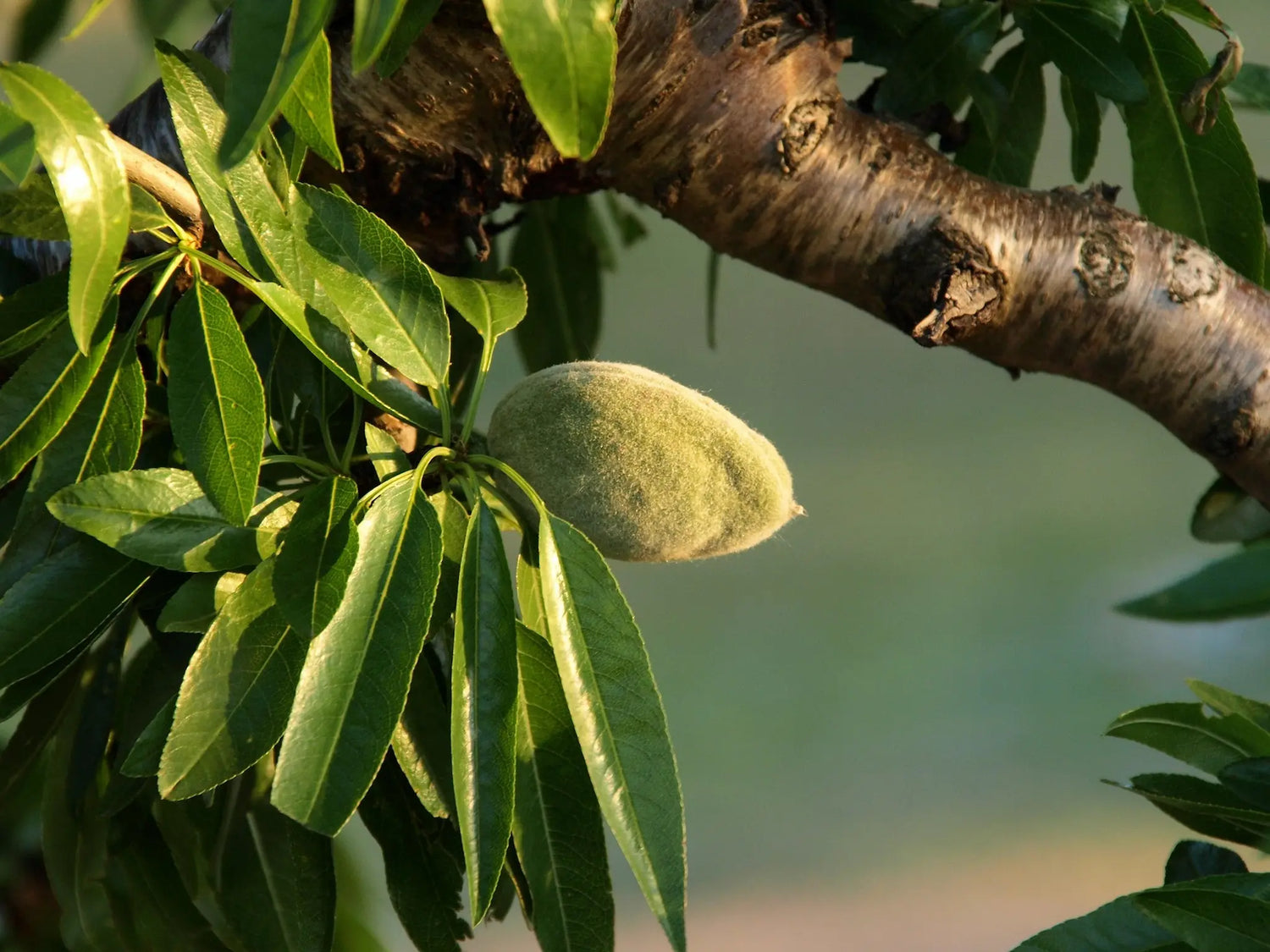 Plants Amandier Aï à prix producteurs pour Fruiticulteurs Professionnels