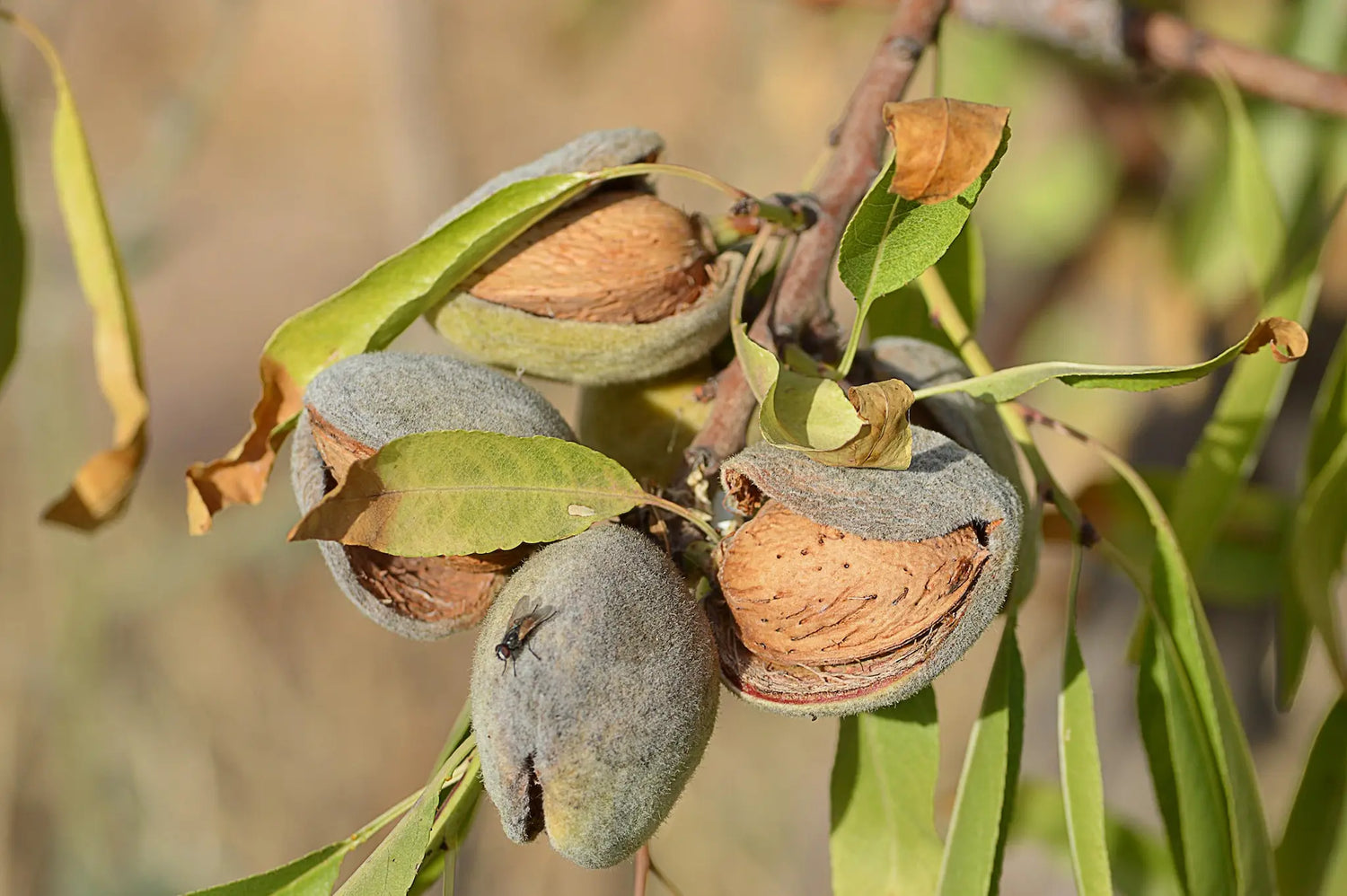 Plants Amandier Avijor à prix producteurs pour Fruiticulteurs Professionnels
