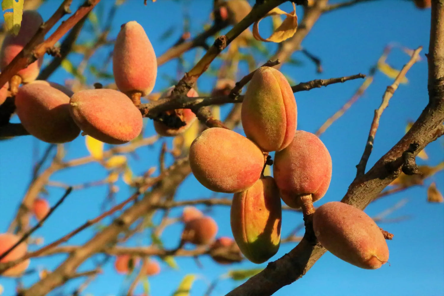 Plant d'Amandier Belona à prix producteurs pour Arboriculteurs Professionnels