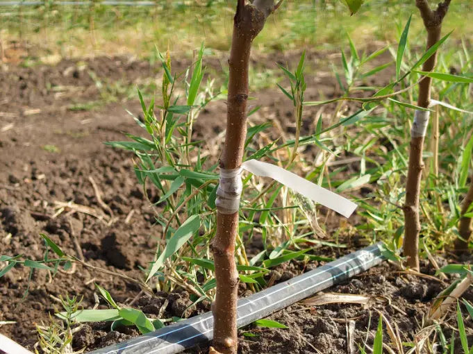 Notre gamme de quenouille Amandier : Qualité professionnelle à prix producteur